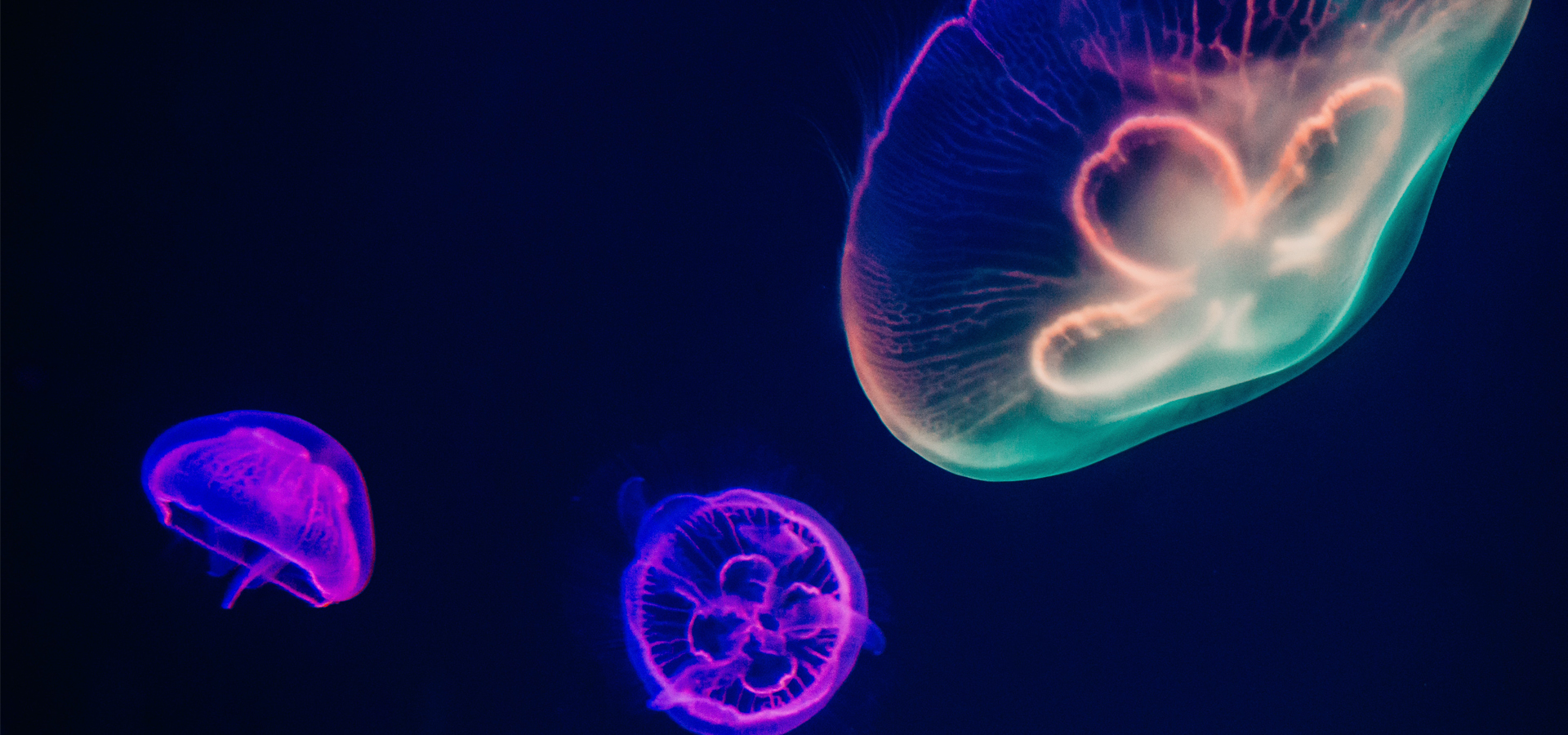 Jellyfish swimming