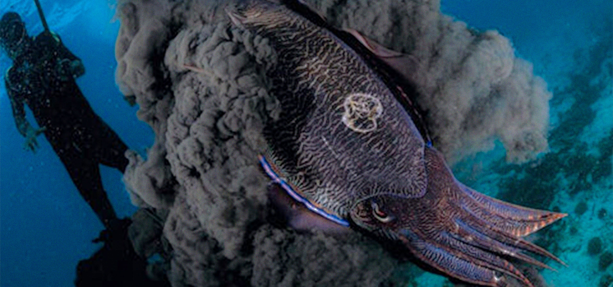 An underwater image of an inking cuttlefish. Photo courtesy of Aquarobotman.com.